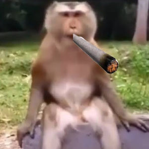 Meet your Posher, Bozho123